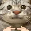 Эмодзи kotenokpak