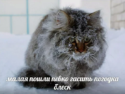 Эмодзи Котейчество