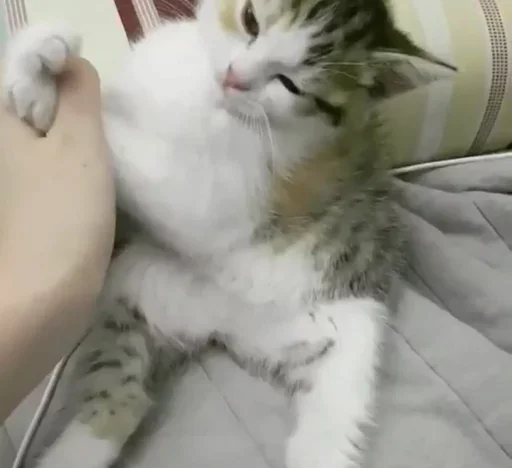 Эмодзи Kittens