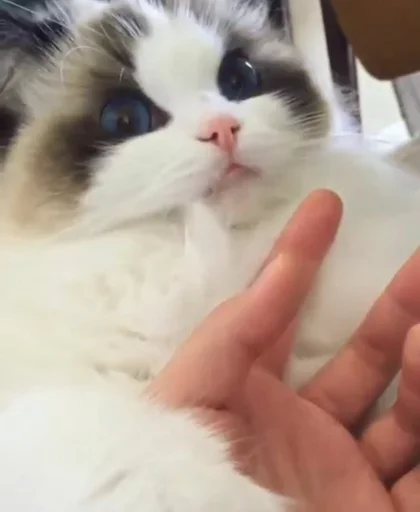 Эмодзи Kittens