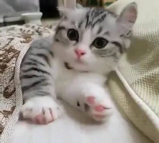 Эмодзи Kittens