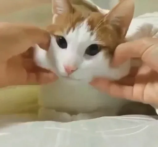 Эмодзи Kittens