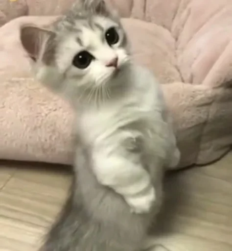 Эмодзи Kittens