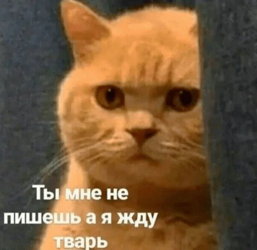 Эмодзи котики