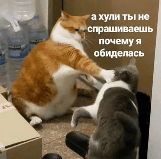 Эмодзи котики