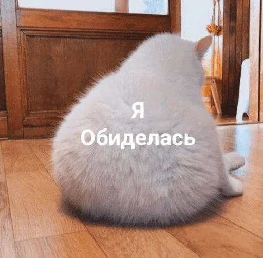 Эмодзи котики