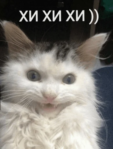 Эмодзи котики