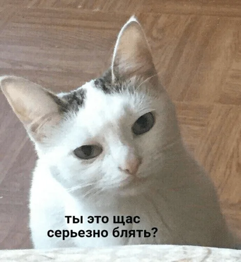 Эмодзи котики
