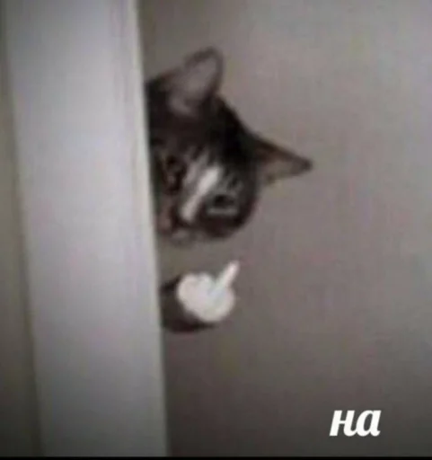 Эмодзи котики