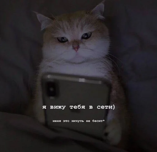 Эмодзи котики
