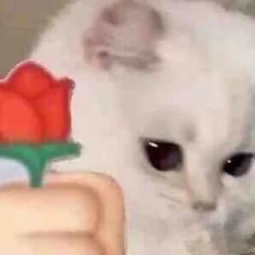 Эмодзи котики х2