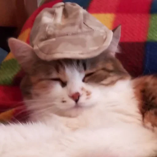 Эмодзи Мои котейки