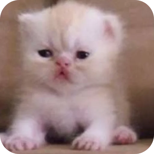 Эмодзи коти