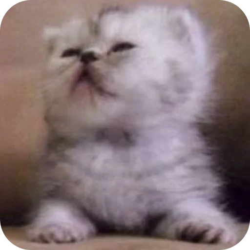 Эмодзи коти