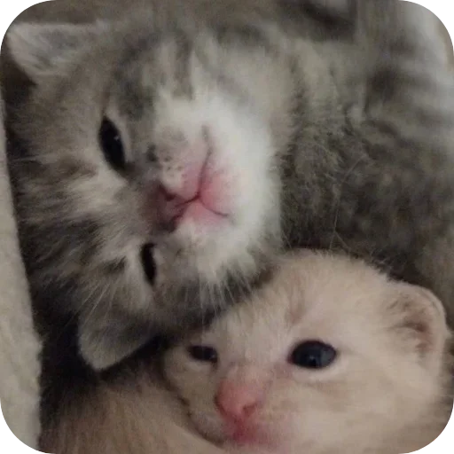 Эмодзи коти