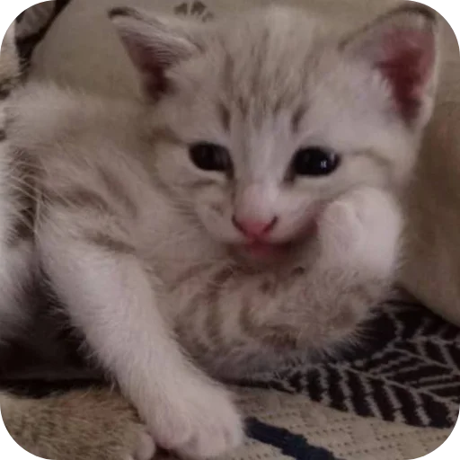 Эмодзи коти