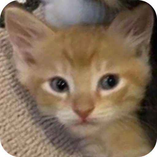 Эмодзи коти