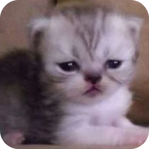 Эмодзи коти