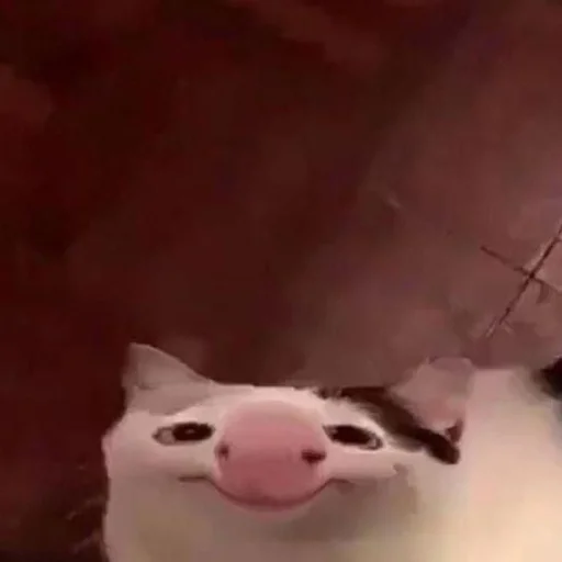 Эмодзи котики