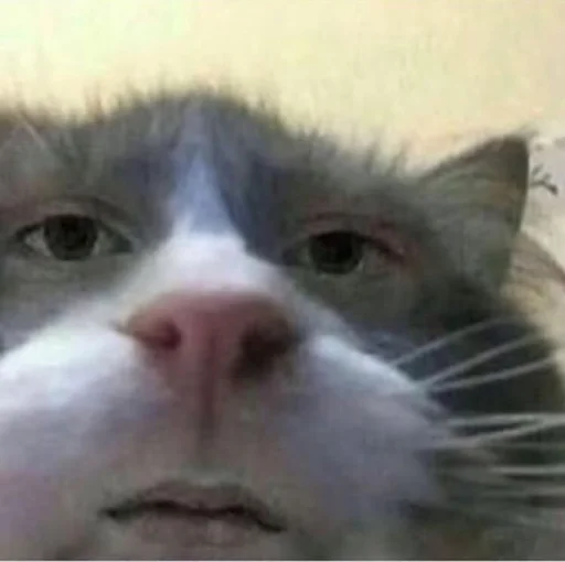 Эмодзи котики