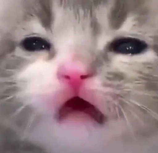 Эмодзи котики