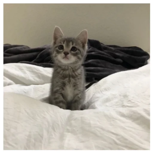 Эмодзи котики