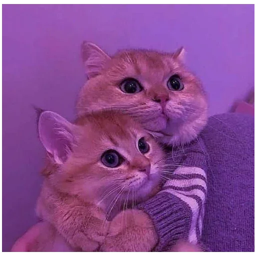 Эмодзи котики