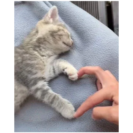 Эмодзи котики