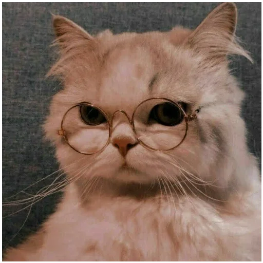 Эмодзи котики