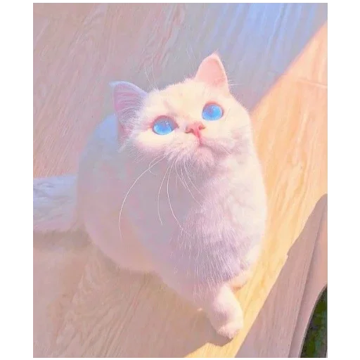 Эмодзи котики