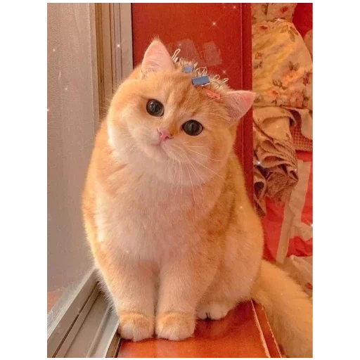 Эмодзи котики