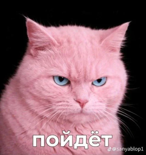 Эмодзи Котики