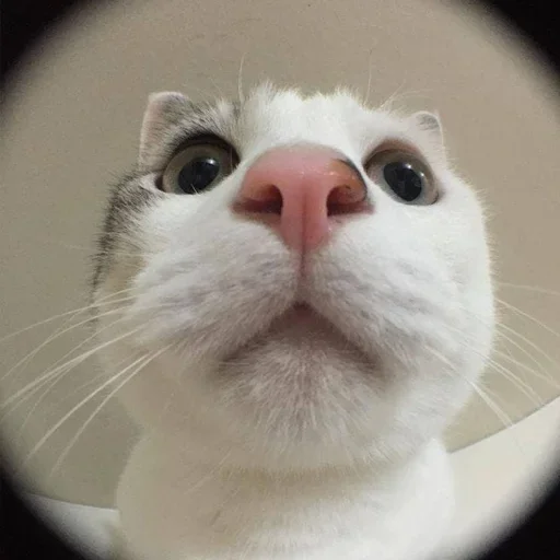 Эмодзи Котики