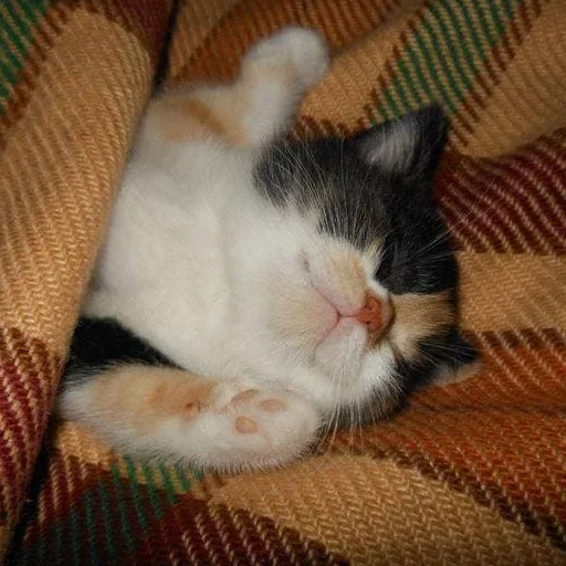 Эмодзи Котики