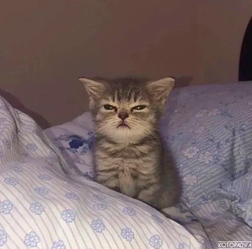 Эмодзи kotikibest