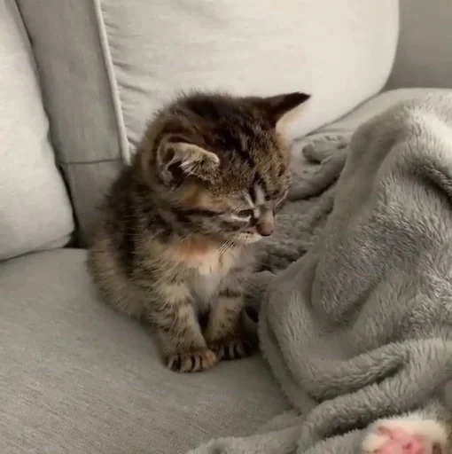 Эмодзи kotikibest