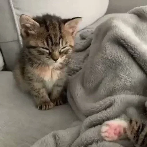 Эмодзи kotikibest