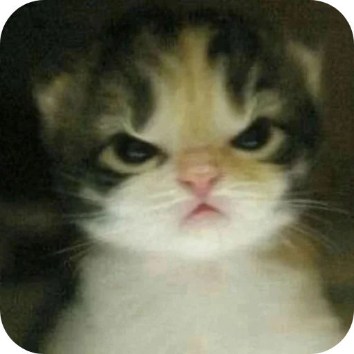 Эмодзи коты