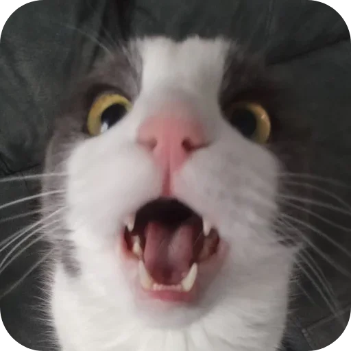 Эмодзи коты