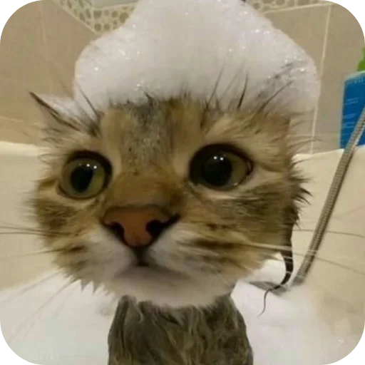 Эмодзи коты