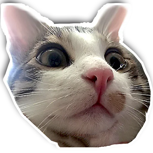 Эмодзи Котики