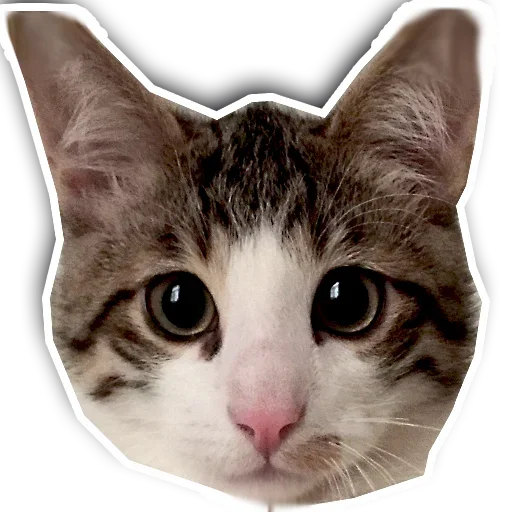 Эмодзи Котики