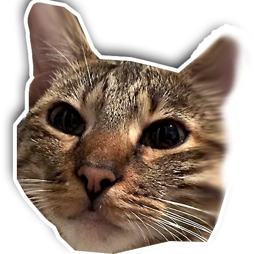 Эмодзи Котики