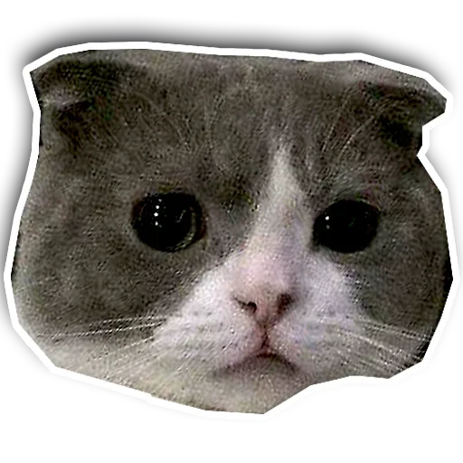 Эмодзи Котики