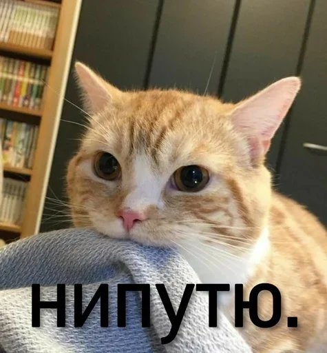 Эмодзи Котики