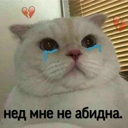 Эмодзи Котики