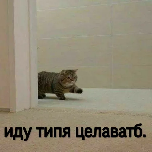 Эмодзи Котики