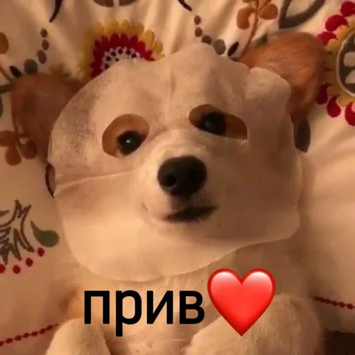 Эмодзи Котики