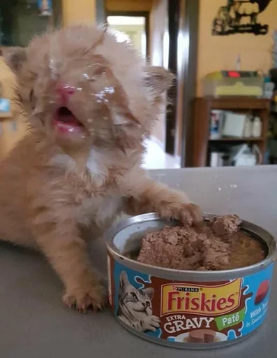 Эмодзи Котики