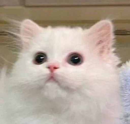 🫧
